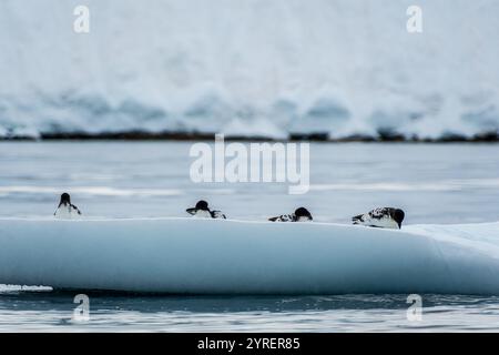 Close-up of four Cape Petrels - Daption capense- resting on an iceberg near Danco Island, on the Antarctic Peninsula Stock Photo