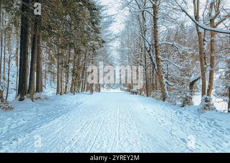Fresh snow covers groomed cross country ski trail winding through serene forest in koscielisko near zakopane inviting winter sports enthusiasts Stock Photo