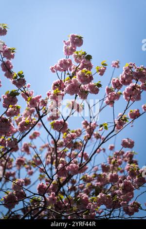 A vibrant sakura tree in Tokyo blooms, showcasing the beauty of cherry blossoms in full bloom against the clear sky. Stock Photo