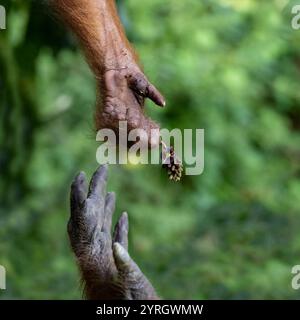 Hand of an infant Sumatran orangutan (Pongo abelii) reaching out to its mother. The Sumatran orangutan is an arboreal (tree-dwelling) great ape endemic to Sumatra. It is a solitary animal, meeting others only to mate, although females and their young may stay together for several years. The orangutan's diet consists mainly of fruit and insects. Photographed in Gunung Leuser National Park, Sumatra, Indonesia. Stock Photo