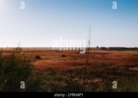 The warm hues of the setting sun bathe a dry expansive field at Estuário do Douro Local Nature Reserve in vila nova de gaia, Portugal, With a small wo Stock Photo