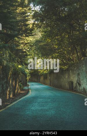 A sun dappled path winds through a dense coniferous forest tall trees ...