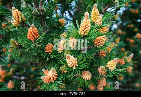 Green pine branches with fresh cones in spring. Pinus. Stock Photo