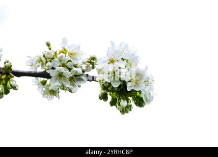Branch of a cherry blossom. Bright flowers of a cherry tree in spring. Stock Photo