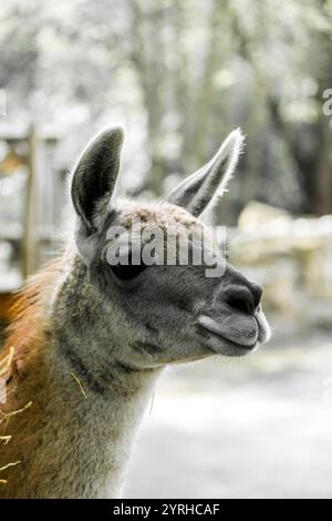 Portrait of a llama. Animal in close-up. Stock Photo