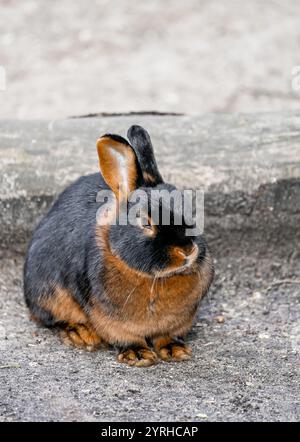 Portrait of a tan rabbit with black and brown fur. Stock Photo