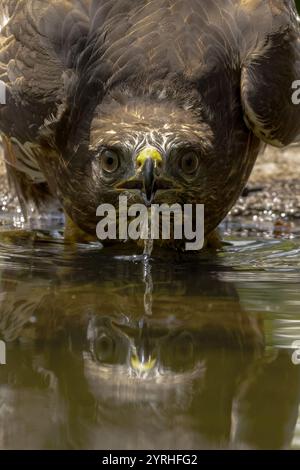 A common buzzard, Buteo buteo, drinks water from a pond, captured in close-up The detailed shot shows its intense gaze and beak A serene wildlife mome Stock Photo