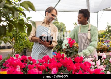 Two garden store workers, wearing aprons, collaborate amidst vibrant pink flowers and lush greenery They discuss tasks while tending to plants under a Stock Photo