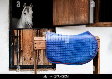 A white horse stands in its stable, looking out from a wooden door. In the foreground, a vibrant blue saddle pad with red trim is displayed on a woode Stock Photo