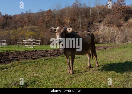 A cow stands in a grassy field in Maramures, Northern Romania, surrounded by colorful autumn trees and rustic wooden fences The scene reflects traditi Stock Photo