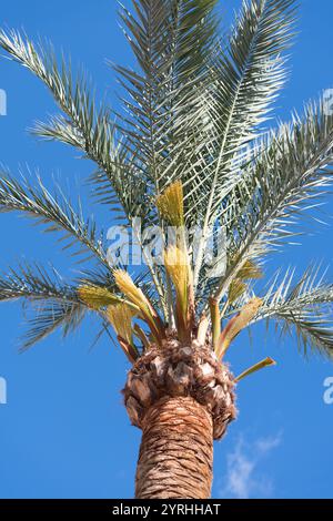 A close-up view of a vibrant palm tree with fresh green fronds and textured bark against a bright blue sky The image captures the essence of tropical Stock Photo