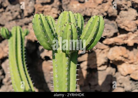 A detailed view of a Polaskia chichipe cactus with a stone background, highlighting the plant's vibrant green color and distinctive spines in a natura Stock Photo