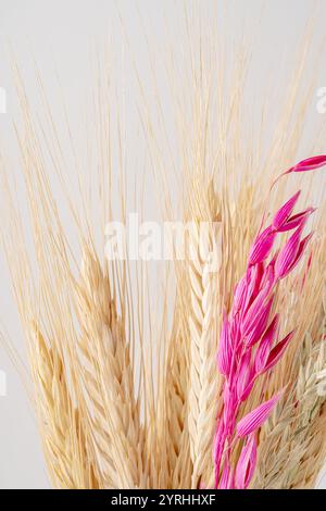 Aesthetic display of dry plants, including beige wheat and bright pink accents The minimalist composition emphasizes texture and natural elements agai Stock Photo