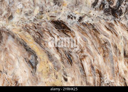 This image showcases a fossilized oak marble surface with intricate patterns and rich, earthy brown tones The texture highlights natural formations an Stock Photo