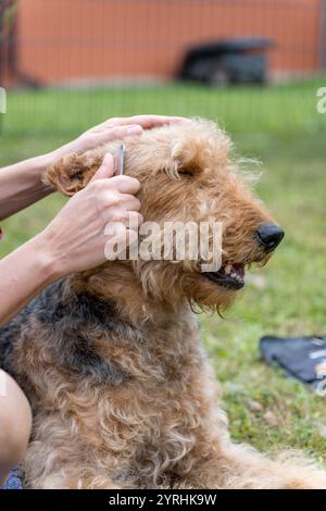 An Airedale Terrier is being groomed outdoors, highlighting the care and attention in trimming its fur The process showcases bonding and pet care Stock Photo