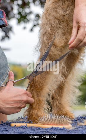 Close-up of an Airedale Terrier having its coat trimmed with scissors A hand skillfully grooms the dog, with a brush visible on the table Stock Photo