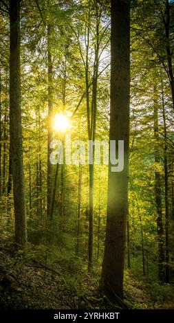 A tranquil forest with sunlight streaming through lush green trees, casting enchanting shadows on the forest floor The scene evokes peace and connecti Stock Photo