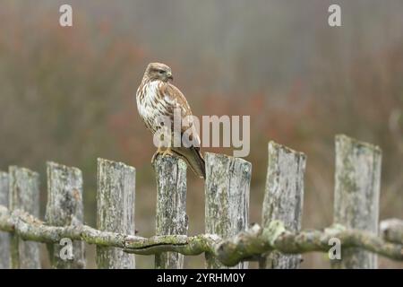 Common buzzard, Buteo buteo, bird on the fence Stock Photo