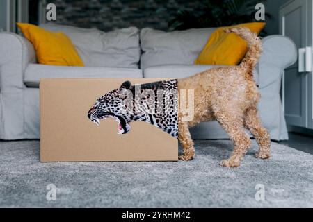 A playful curly-haired dog stands beside a box with a ferocious leopard face print, creating a humorous blend of pet charm and wild nature in a cozy l Stock Photo