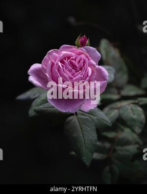 Closeup view of delicate pink rose blooming outdoors with leaves and bud isolated on dark natural background Stock Photo