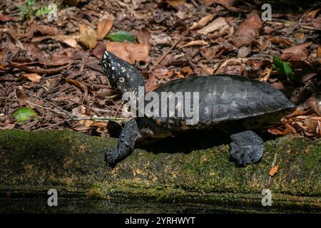 Black Pond Turtle - Geoclemys hamiltonii, beautiful dark large turtle from South Asian swamps and fresh waters, India. Stock Photo