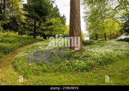 Ireland, County Westmeath, Mullingar, Belvedere House & Gardens, bluebells & wild garlic, spring flowers under tree Stock Photo