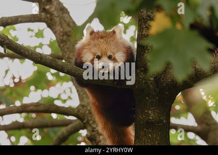 Lovely Red Panda in the trees Stock Photo