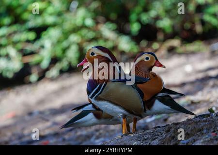 A pair of the mandarin duck (Aix galericulata) Stock Photo