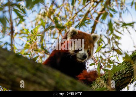 Beautiful panda in tree Stock Photo