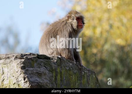 A baboon sitting on a rock on over-watch Stock Photo