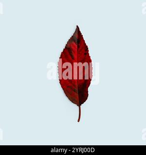 Autumn leaf with bright red - black gradient on blue background. Autumn, creative idea. Fall leaves concept Stock Photo