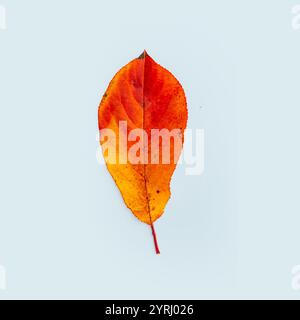 Autumn leaf with bright red - orange gradient on blue background. Autumn, creative idea. Fall concept Stock Photo