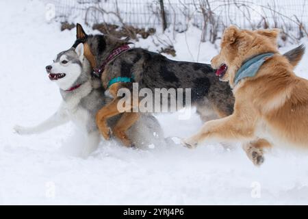 Husky being chased by other dogs through fresh powdery snow. Stock Photo