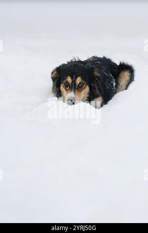 Black dog lays and waits in the snow. Stock Photo