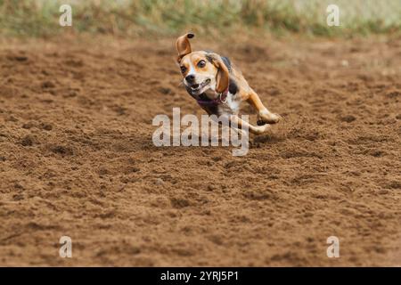 Young Beagle puppy runs through the sand. Stock Photo