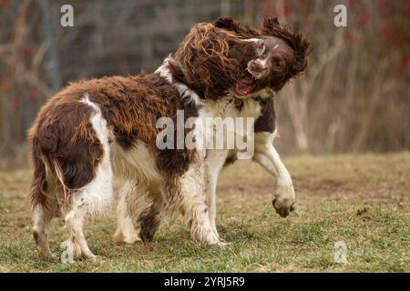 Two dogs aggressively playing with each other Stock Photo - Alamy
