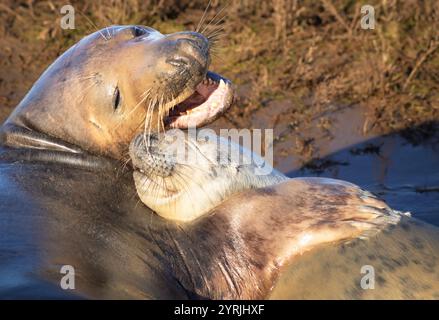 Lincolnshire fens Donna Nook Nature Reserve Atlantic Grey Seal and pup Halichoerus grypus atlantica near North Somercotes Lincolnshire England UK GB Stock Photo