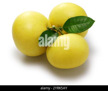 grapefruits isolated on white background Stock Photo