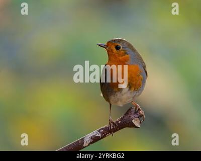 Little Robin perched on a branch Stock Photo