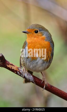 Little Robin perched on a branch Stock Photo