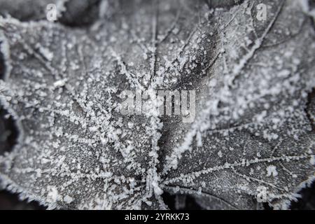 Frost-covered Leaves Resting on the Ground in Early Morning Light Stock Photo