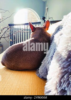 A French Bulldog on a yellow sofa in a modern living room. Stock Photo