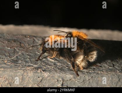 A pair of mating Tree bumblebees, Bombus Hypnorum. The male is smaller than the female. Reproduction. Close-up and well focussed. Queen bee and male. Stock Photo