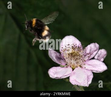 A White-tailed bumblebee flying away from a Blackberry flower. Bumbus Lucorum, flying away from a bramble flower. Close-up, well focussed and flying. Stock Photo