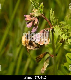 A side view of a bumblebee, Common carder, Bombus Pascuorum feeding on wild Vetch. Close-up and well focussed with a natural blurred background. Stock Photo