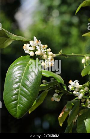 Bitter Orange, Sour Orange, Seville Orange, Bigarade Orange, or Marmalade Orange, Citrus aurantium "Marsh", Rutaceae. Southeast Asia. Stock Photo