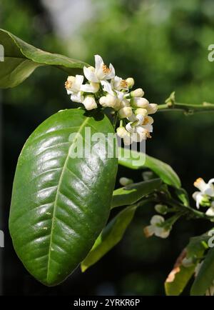 Bitter Orange, Sour Orange, Seville Orange, Bigarade Orange, or Marmalade Orange, Citrus aurantium "Marsh", Rutaceae. Southeast Asia. Stock Photo
