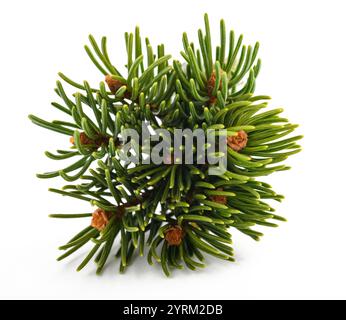 Spruce branch with little cone isolated on white Stock Photo