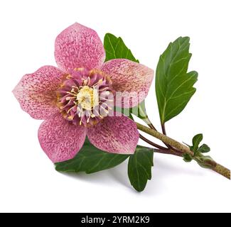 Hellebore flower with bud isolated on white Stock Photo