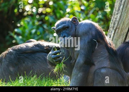 Chimpanzee eating grass at Chester zoo looking at the camera Stock Photo